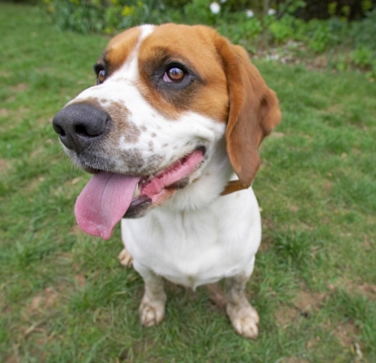 Cheeeese
Anahtar kelimeler: Bilbo Beagle tongue