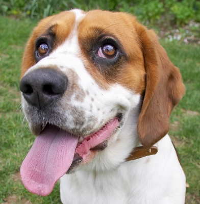Aren't I being patient
Palabras clave: Bilbo Beagle tongue