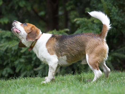 Let's have some action here
Keywords: Bilbo Beagle