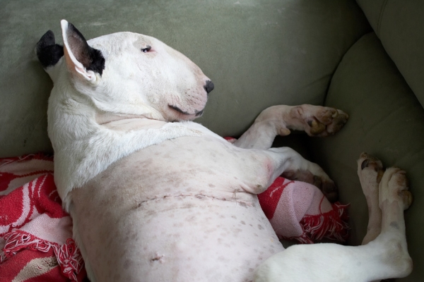 Hey, an old guy is entitled to sleep and sleep
Kiko, who is nearly 12 (1 May 2007) recently had an operation to remove some damaged lung nodes which unfortunately  have turned out to be cancerous.  But he is recovering well and eating like a horse.
Słowa kluczowe: Kiko English Bull Terrier