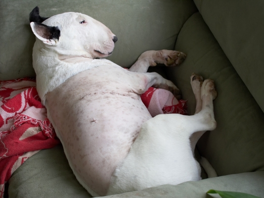 And, I'm still smiling
Anahtar kelimeler: Kiko English Bull Terrier