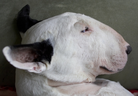 This is one of my favourite past-times
Palabras clave: Kiko English Bull Terrier