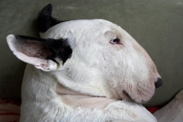 I hear you!
Schlüsselwörter: Kiko English Bull Terrier