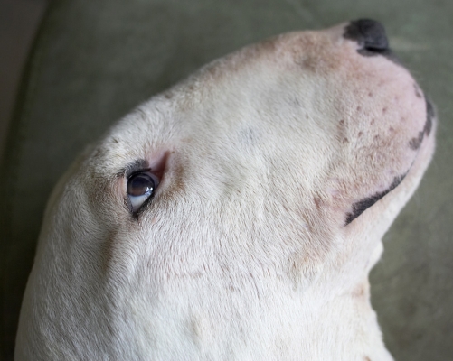 Hope you've got my good side
Ključne besede: Kiko English Bull Terrier