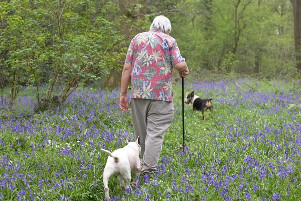 My three old men
Anahtar kelimeler: Kiko Tapa English Bull Terrier Craig bluebells spring 2007