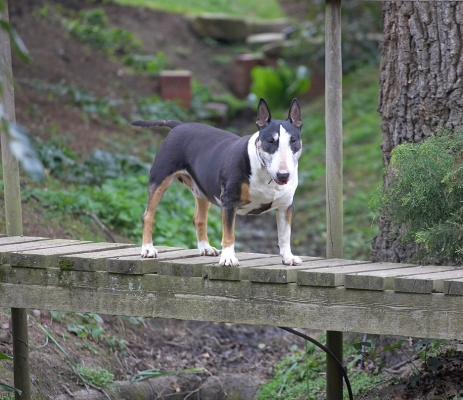 Look, I'm walking the plank
Klíčová slova: Tapa English Bull Terrier