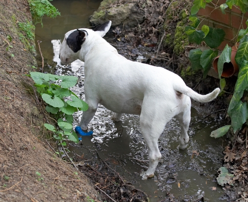 Well, I'm down, now where's that ball?..........
Mots-clés: Kiko English Bull Terrier