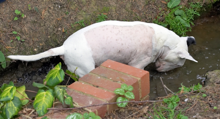 .......... I know it's in here somewhere
Palabras clave: Kiko English Bull Terrier