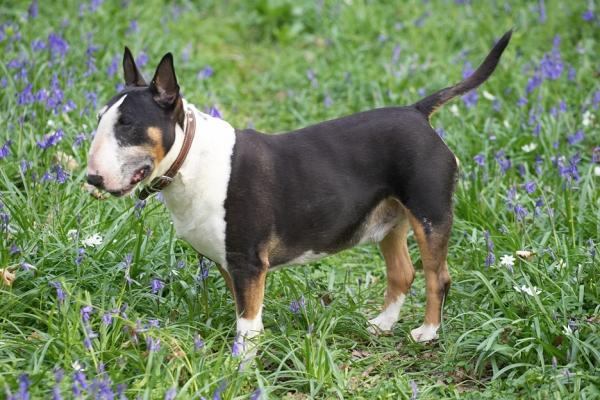 Wow, look at all these bluebells
Mots-clés: Tapa English Bull Terrier bluebells spring 2007