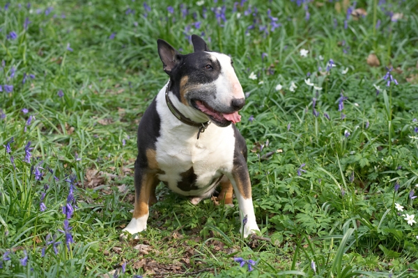 Not as young as I used to be - have to take a breather now and then........
Anahtar kelimeler: Tapa English Bull Terrier bluebells spring 2007