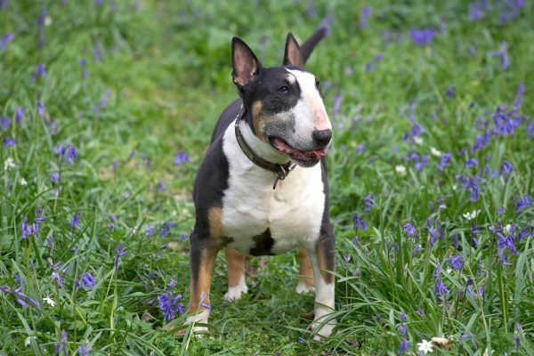 ............. OK, rest over, I'm ready for the next adventure
Λέξεις-κλειδιά: Tapa English Bull terrier tongue spring bluebells 2007