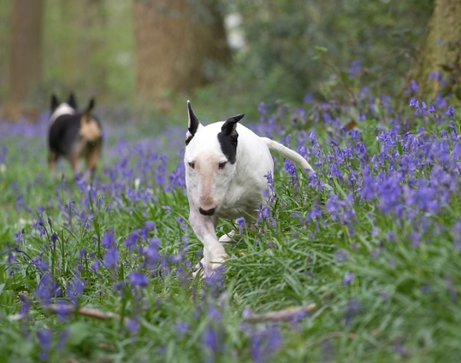 See, you can't keep an old dog down - hey, it's springtime
Schlüsselwörter: Kiko English Bull Terrier Tapa bluebells spring 2007