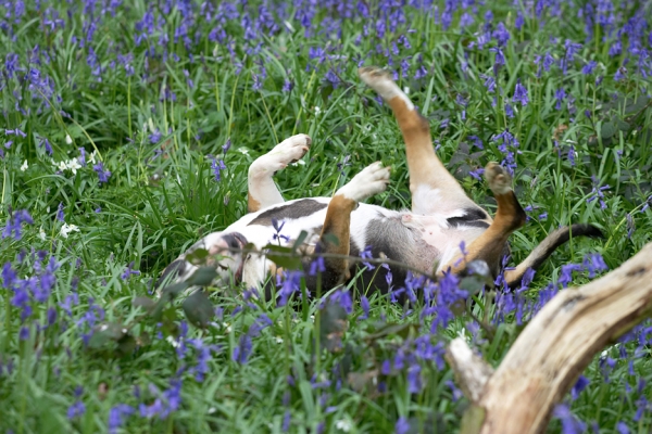 Nothing like a good roll in something nice and smelly
Keywords: Tapa English Bull Terrier bluebells spring 2007