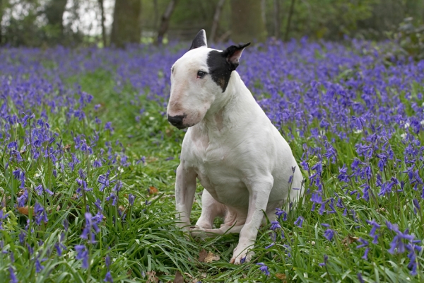 Time for a rest
Ключові слова: Kiko English Bull Terrier bluebells spring 2007