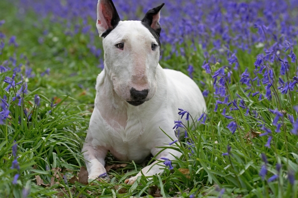 I'm just watching the world go by
Klíčová slova: Kiko English Bull Terrier bluebells spring 2007