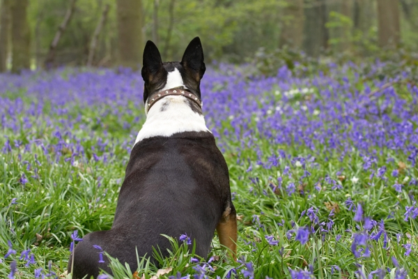 Jus' surveying my domain
Keywords: Tapa English Bull Terrier bluebells spring 2007