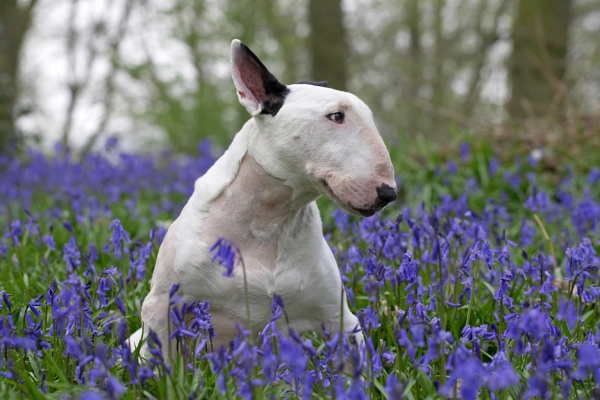 What's that Tapa up to?
Anahtar kelimeler: Kiko English Bull Terrier bluebells spring 2007