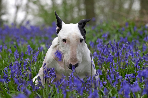 Wow, these smell good
Ključne besede: Kiko English Bull Terrier bluebells spring 2007