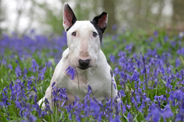 Have you smelled these?
Anahtar kelimeler: Kiko English Bull Terrier bluebells spring 2007