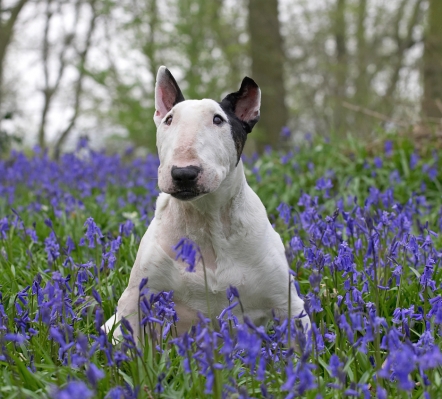 I'm doing a good job with this posing aren't I!
Trefwoorden: Kiko English Bull Terrier bluebells spring 2007