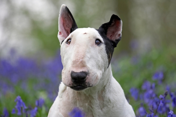 I'm watching you!
"And only I walk woodland paths and see, ahead of me, your figure racing with the wind, so young again, and free.  And only I can see you swim in every brook I pass.  And, when I call, no one but I can see the bending grass."
Palabras clave: Kiko English Bull Terrier bluebells spring 2007