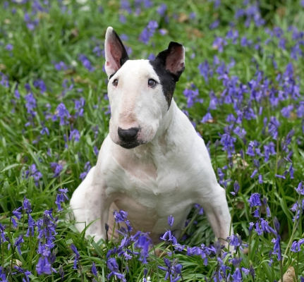How long I gotta sit here?
Klíčová slova: Kiko English Bull Terrier bluebells spring 2007