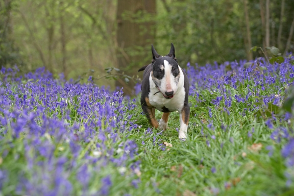 Jus' been checking things out
Anahtar kelimeler: Tapa English Bull Terrier bluebells spring 2007
