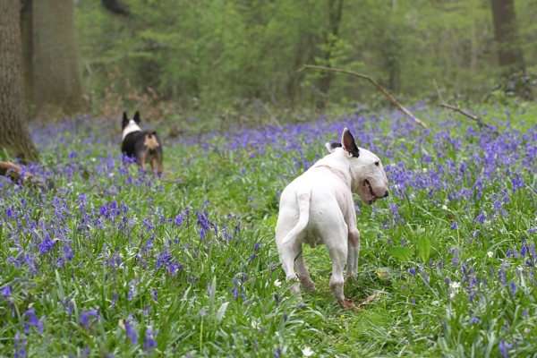 Now where's Tapa goin'?
Ключові слова: Kiko Tapa English Bull Terrier bluebells spring 2007