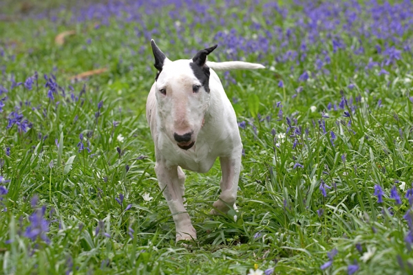 I've got a spring in my step!
الكلمات الإستدلالية(لتسهيل البحث): Kiko English Bull Terrier bluebells spring 2007