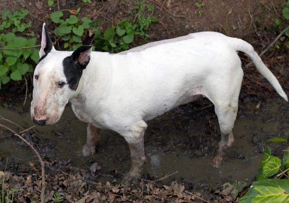 I s'pose this means a bath..........
Schlüsselwörter: Kiko English Bull Terrier
