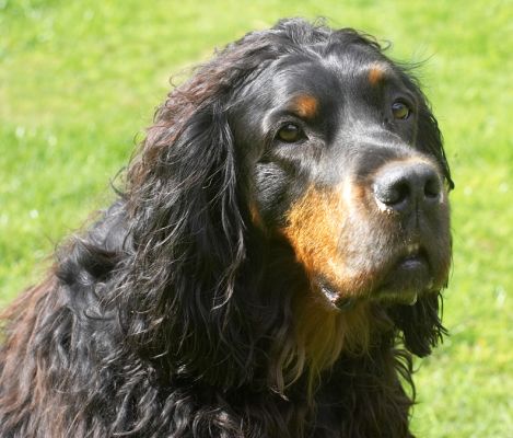 Cassie aka Molly Moe looking very regal
Mots-clés: Gordon Setter Cassie Mollie Moe regal