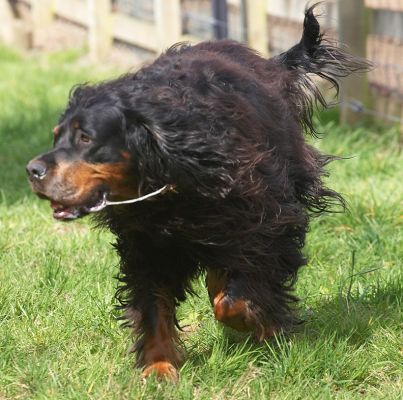 Molly Moe salivating with happiness
Ключевые слова: Gordon Setter Cassie Molly Moe