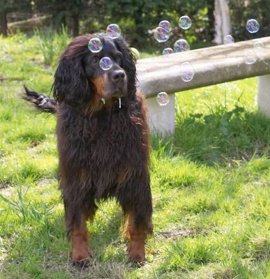 Molly Moe wondering which bubble to go for
Ključne besede: Gordon Setter Molly Moe Cassie bubbles