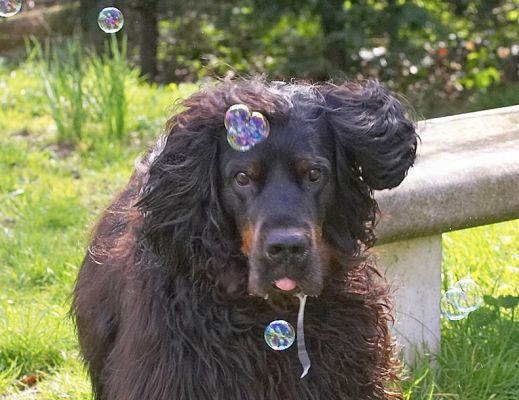 Molly Moe homing in on that bubble
Ключевые слова: Gordon Setter Cassie Molly Moe bubble
