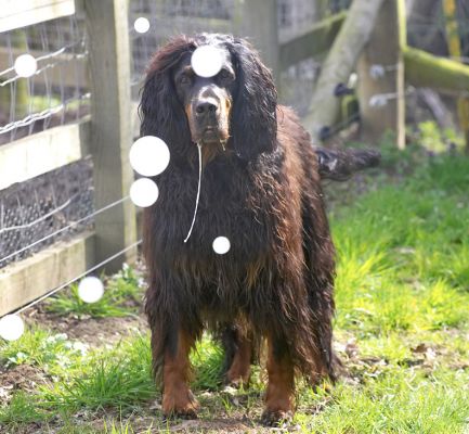 Molly Moe with more bubbles
Trefwoorden: Gordon Setter Molly Moe Cassie bubbles