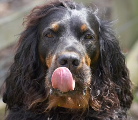 Molly Moe & tongue
Am not sure if Molly Moe is enjoying peanut butter or soap suds!
Schlüsselwörter: Gordon Setter Molly Moe Cassie tongue bubbles peanut butter