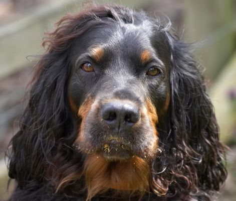 Butter wouldn't melt........... oh, it's peanut butter
Palabras clave: Gordon Setter Molly Moe Cassie peanut butter