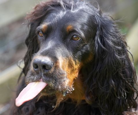 Now where's that peanut butter
Avainsanat: Cassie Molly Moe Gordon Setter tongue peanut butter