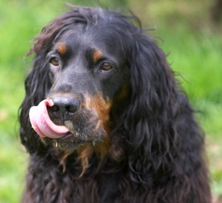 Did I get some on my nose?
Keywords: Gordon Setter Molly Moe Cassie tongue peanut butter nose