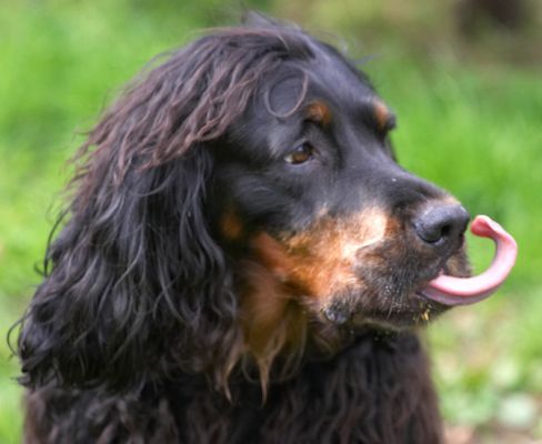 I didn't know I could do this with my tongue!
Palabras clave: Gordon Setter Molly Moe Cassie tongue peanut butter