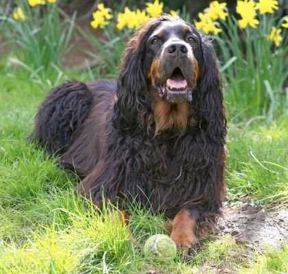 All those bubble, the peanut butter and now ball - I'm exhausted!
Keywords: Cassie Molly Moe Gordon Setter peanut butter bubbles ball