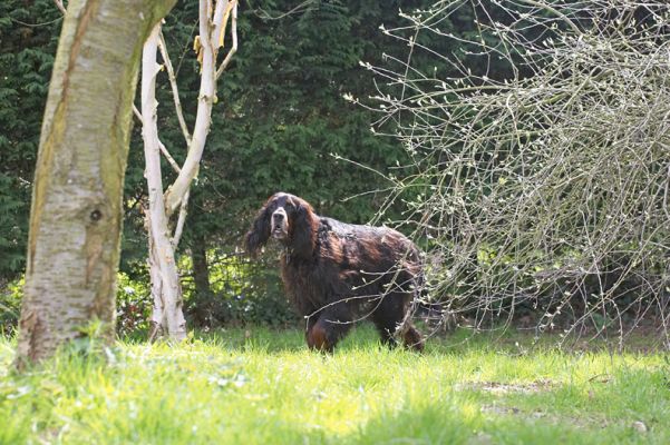 Barks caught on his feet!
Barks' favourite past-time is sleeping so this is a rare photo of him prowling the grounds.
Anahtar kelimeler: Gordon Setter Barclay Barks grounds sleeping photo