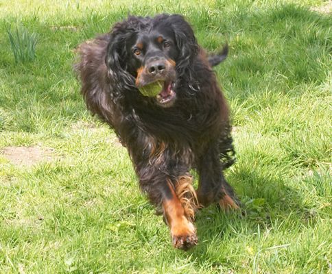 Yep, I caught the ball.
Anahtar kelimeler: Cassie Molly Moe Gordon Setter running ball