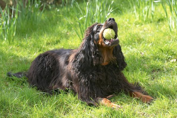 Now, I'll just have a chew
Ключевые слова: Cassie Molly Moe Gordon Setter ball chew