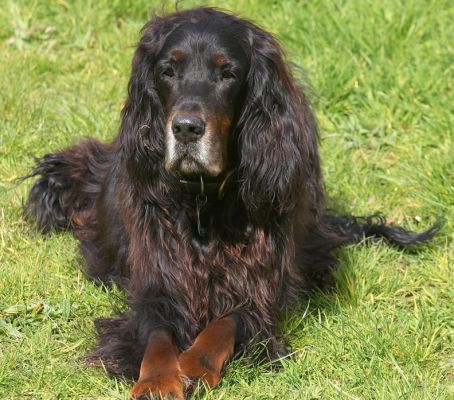 Barks looking very regal
Keywords: Barks Barclay Gordon Setter regal