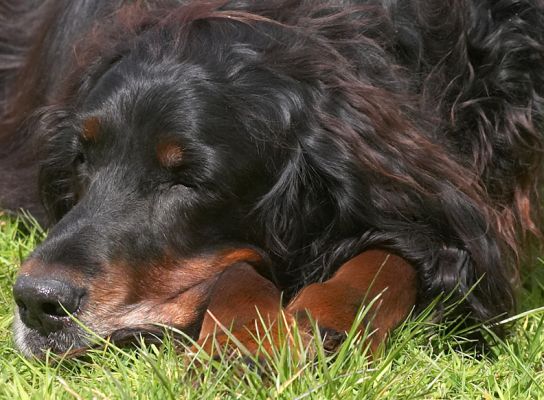 Barks in his favourite position
الكلمات الإستدلالية(لتسهيل البحث): Barks Barclay Gordon Setter sleeping