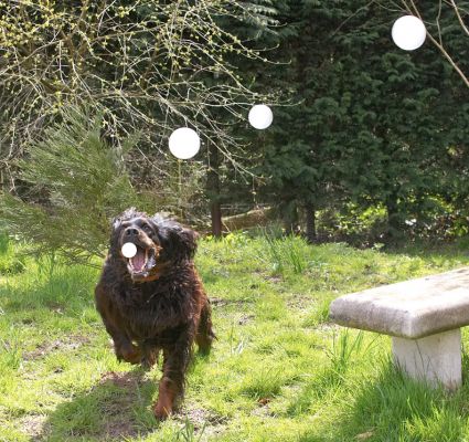 I've almost got it!
Schlüsselwörter: Cassie Molly Moe Gordon Setter bubbles