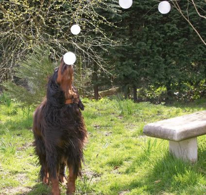 Look, I can balance this on my nose
Keywords: Cassie Molly Moe Gordon Setter bubble nose
