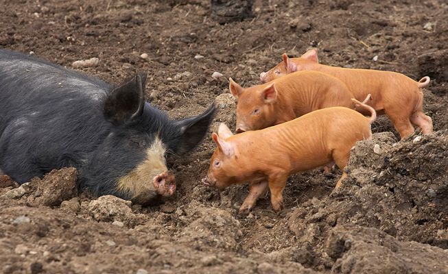 Sleeping Berkshire Pig with Interfering Tamworth Piglets
The Berkshire lady is trying to nap, but the three little Tamworth piglets are having none of that!
Palabras Clave: Tamworth pig Berkshire pig Kurobuta pig piglets