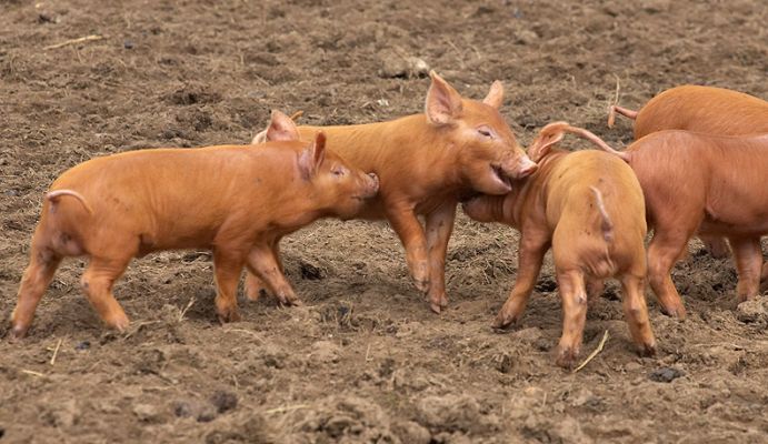 Tamworth Piglets Playing
Palabras clave: Tamworth piglets roughhousing playing pork